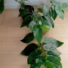 木立性ベゴニアの画像