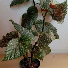 木立性ベゴニアの画像