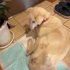 中型犬雑種のクウちゃんです