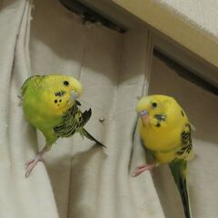 セキセイインコ雛の里親を探しています