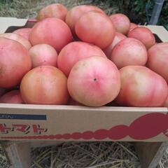 キズトマト🍅格安　②