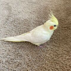 レモン色のオカメインコ探してます!