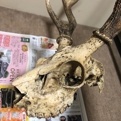 （問い合わせ中）　鹿の角　¥1000の画像