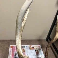 （問い合わせ中）　鹿の角　¥1000の画像