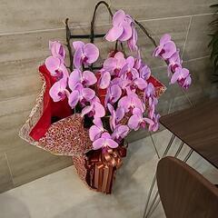 胡蝶蘭　ピンク色