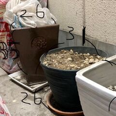 大きめ鉢植え２個　無料