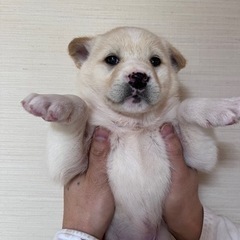 里親決まりました