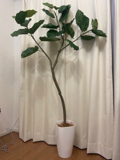 フェイクグリーン　ウンベラータ　150cm