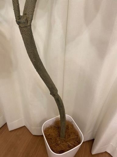 フェイクグリーン　ウンベラータ　150cm