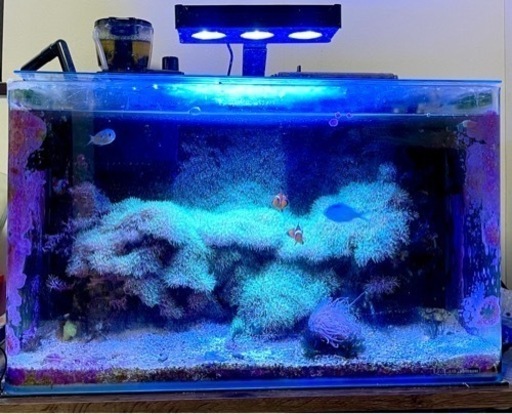 海水水槽セット