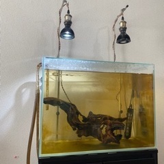 60センチハイタイプ水槽セットの画像