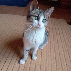 〘正式譲渡〙白キジ【仮名:ドビー】小さめ(現在2㌔)成猫(推定1...