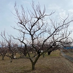 竹　添い竹　竹林　