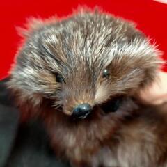 値下げ シルバーフォックス　ブラウン多めの毛色　顔付きの画像
