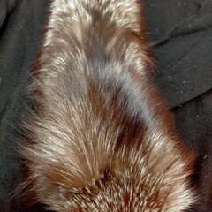 値下げ シルバーフォックス　ブラウン多めの毛色　顔付きの画像