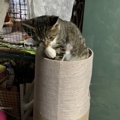 さくらちゃん、まあちゃん、ちびっ子ちゃん．幸せに、してくれるかた。