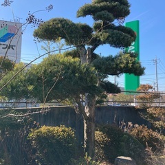 庭木
