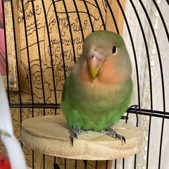 迷子のインコを探しています