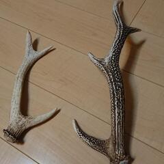 鹿の角  🦌シカのつの