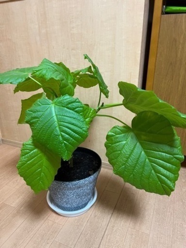 ★ウンベラータ他★観葉植物 まとめて8点★