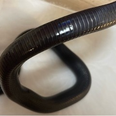 【ブリーダー直売🐍】メキシカンブラックキングスネーク　ジェットブラック【爬虫類】 - 愛知郡