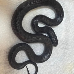 【ブリーダー直売🐍】メキシカンブラックキングスネーク　ジェットブラック【爬虫類】の画像