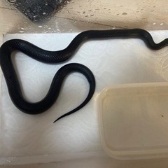 【ブリーダー直売🐍】メキシカンブラックキングスネーク　ジェットブラック【爬虫類】 - ペット