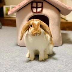 うさぎです。０円であげます。大事にお世話を出来る方がお願い致します。