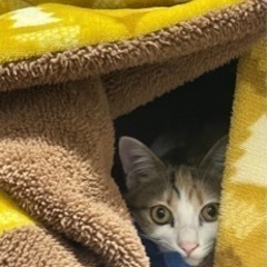 保護猫の為にご協力よろしくお願い致しますm(_ _)m