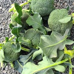 まだあります！昨日収穫したブロッコリー