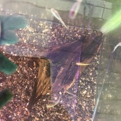 ミックスメダカ、水槽セットの画像