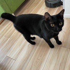 猫ちゃんが大好きな子です！ - 帯広市