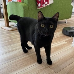 猫ちゃんが大好きな子です！ - 猫