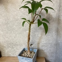 観葉植物　鉢付き