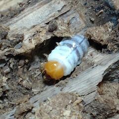 『お取引完了』キンオニクワガタ　幼虫10頭の画像