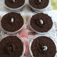 『お取引完了』キンオニクワガタ　幼虫10頭の画像