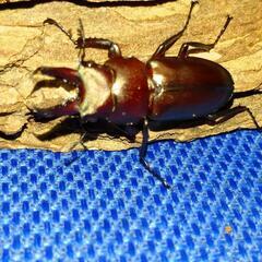 『お取引完了』キンオニクワガタ　幼虫10頭の画像