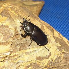 『お取引完了』キンオニクワガタ　幼虫10頭の画像