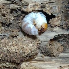 『お取引完了』キンオニクワガタ　幼虫10頭の画像