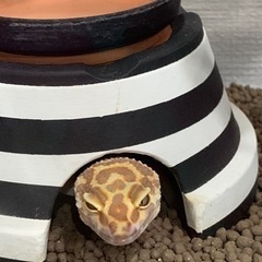 ヒョウモントカゲモドキ