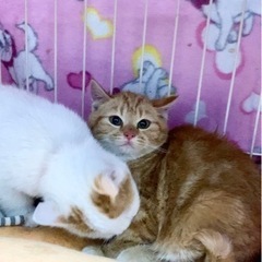 【里親様決まりました】たくさんの問い合わせありがとうございました...