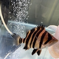 ダトニオプラスワン