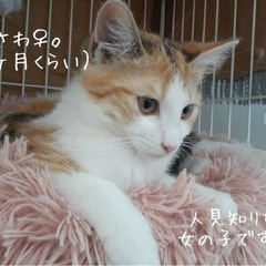 ちょっとビビリのミケちゃんです