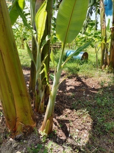 値下げ！アップルバナナ苗10本 ！EM栽培ドワーフ90cm以上！