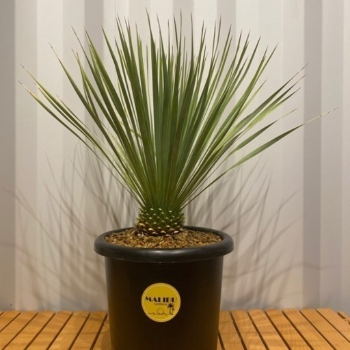 ユッカロストラータ