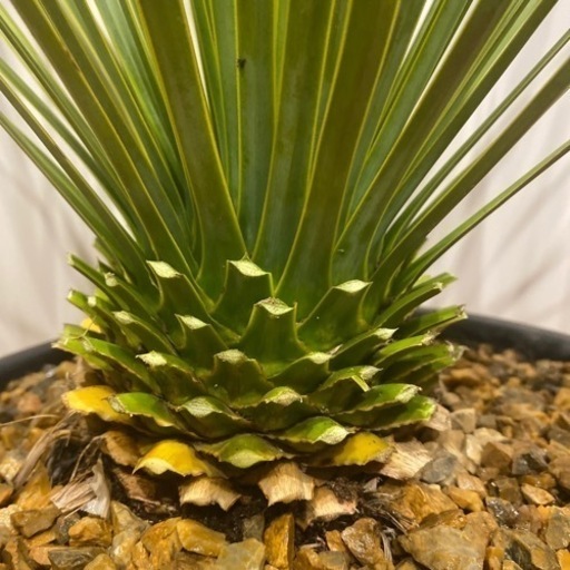 ユッカロストラータ