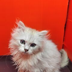事前里親募集開始！11/4生ペルシャ猫♂チンチラシルバー(トライ...