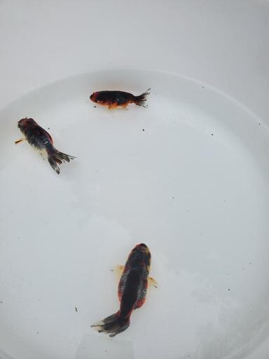 金魚(五色江戸錦)※決まりました