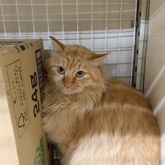 保護猫です。里親さん急募