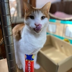 茶トラハチワレ１２歳男の子